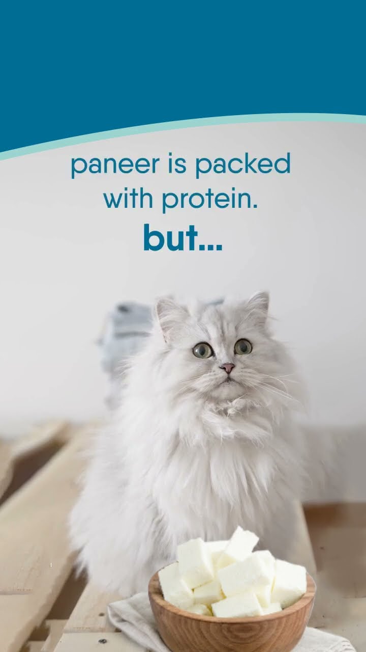 Can My Cat Eat Paneer YouTube Can My Cat Eat Paneer YouTube