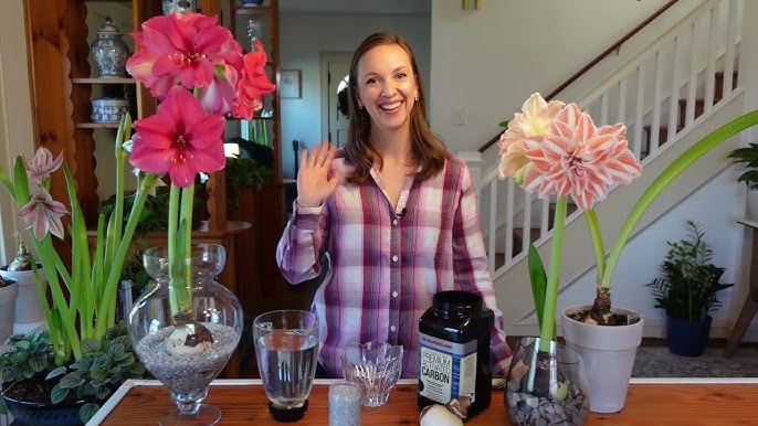 Cut Amaryllis Tips And Tricks