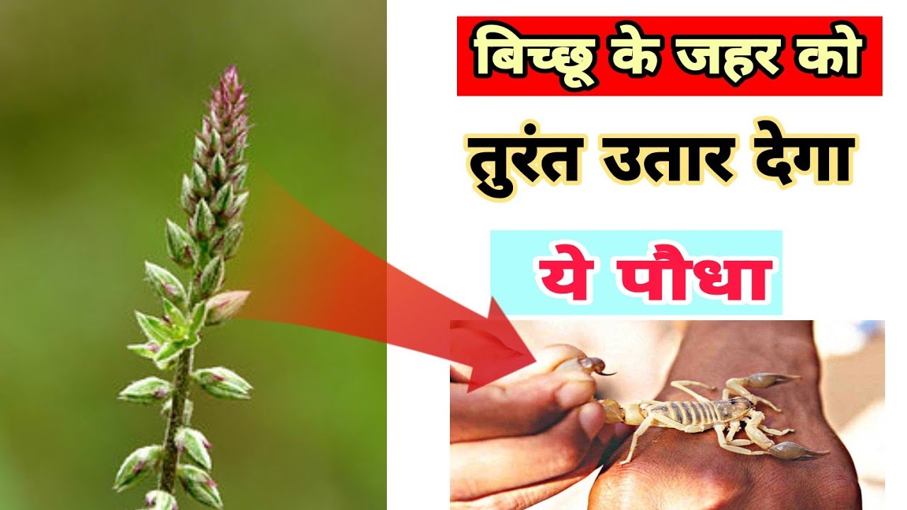 बिच्छू के जहर को तुरंत उतार देता है ये पौधा ? Live Video Gharelu ilaj - YouTube