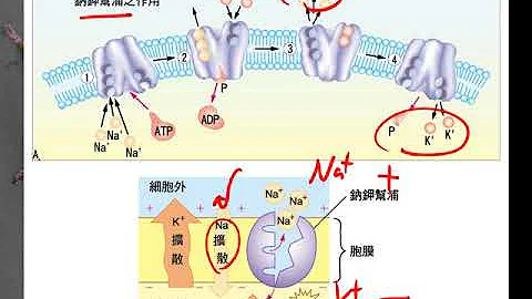 10602高三選修生物ch9 2 07靜止膜電位三捷 - 天天要聞