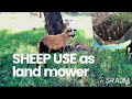 SHEEP USE TO CONTROL FISH & CHICKEN FARM @ Dunn's Farm / HOW TO PLANT MULBERRY PLANT