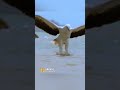 Eagle grabs a snake out of the ocean