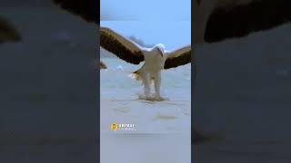 Eagle grabs a snake out of the ocean