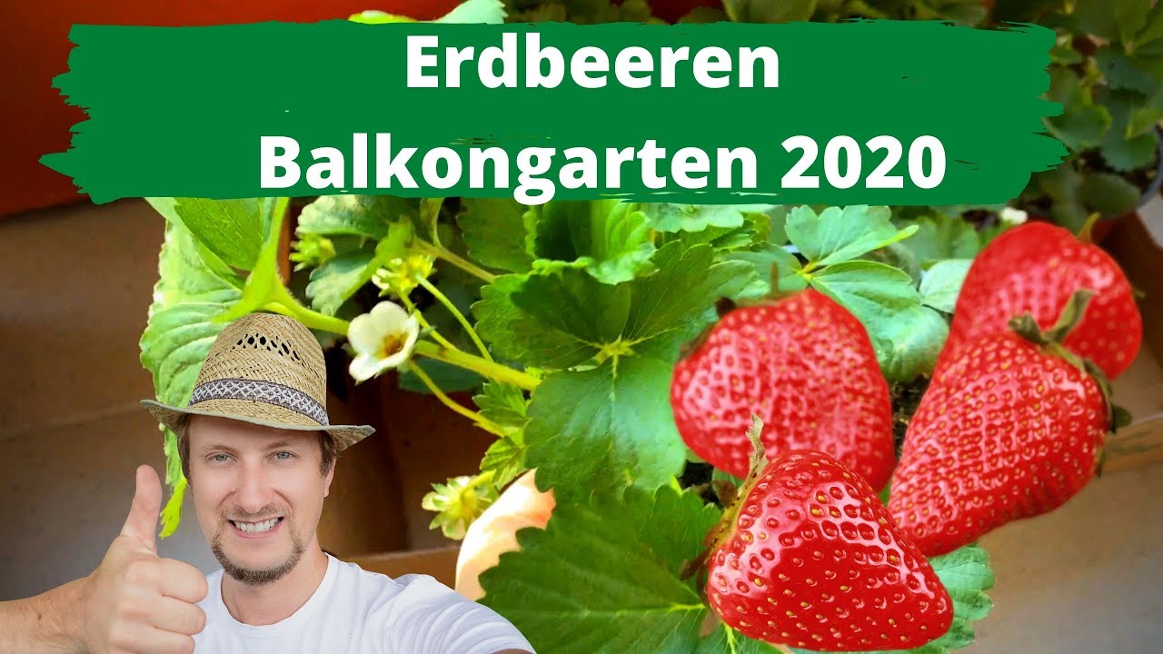 Erdbeeren Auf Dem Balkon Pflanzen Tagebuch April 2020 Mein Selbstversorger Balkon Garten