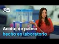 Así quiere reinventarse la industria del aceite de palma frente a críticas por su impacto ambiental