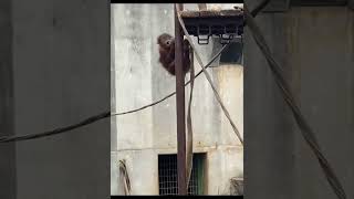 Orangutan Playing With Rope.