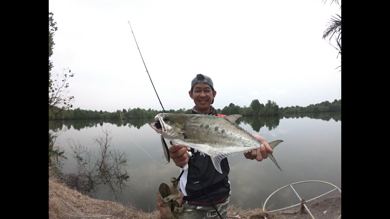 Queenfish Rapala ripstop lure fishing ปลาสละในวังกุ้งโดยเหยื่อปลั๊กดำ