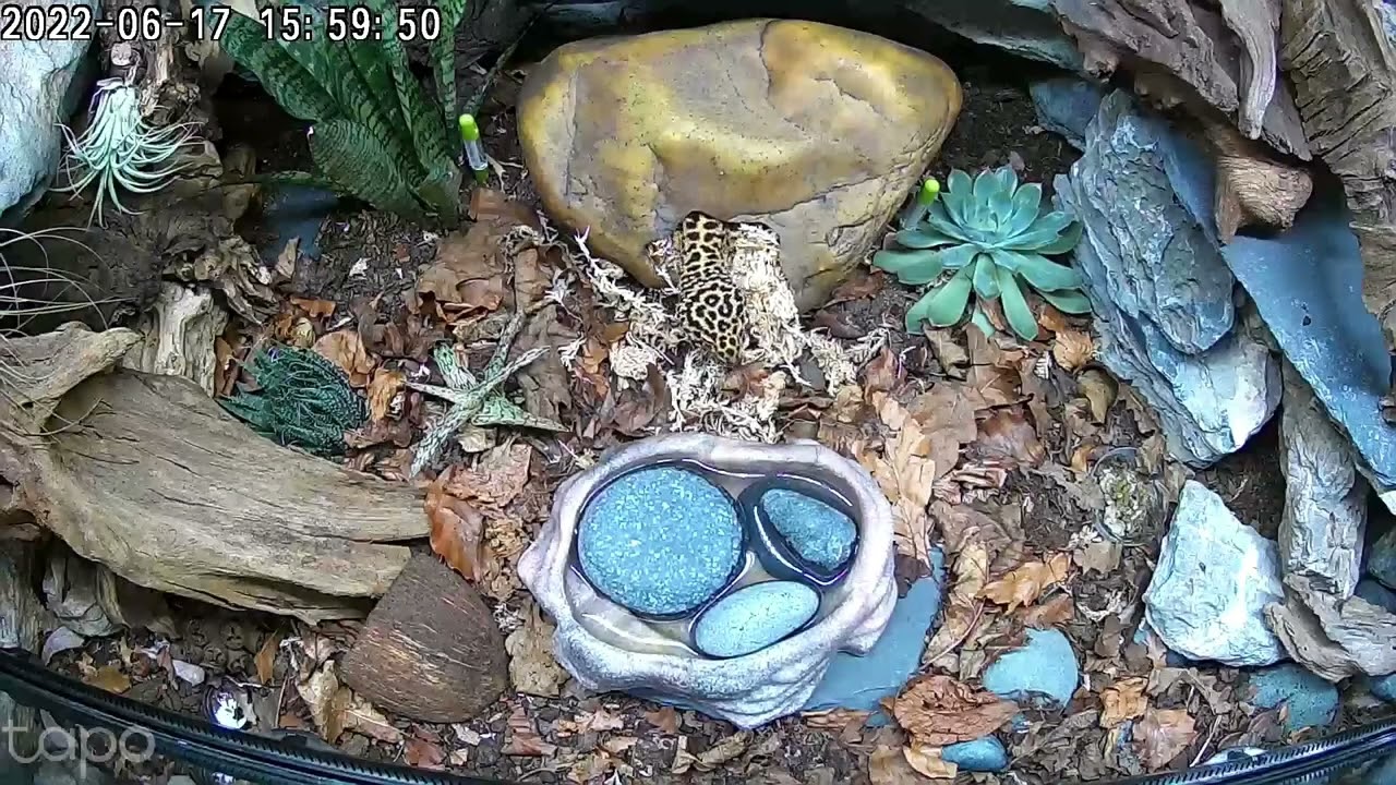 leopard gecko firing shed balls - have you ever seen this before?