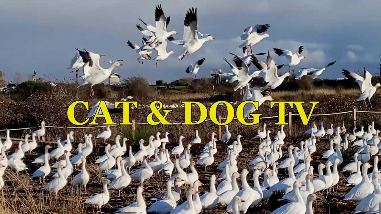 DUCKS QUACKING: Snow Geese Flying, Landing, and Honking Sounds - Relax Canada Wildlife at a Lake