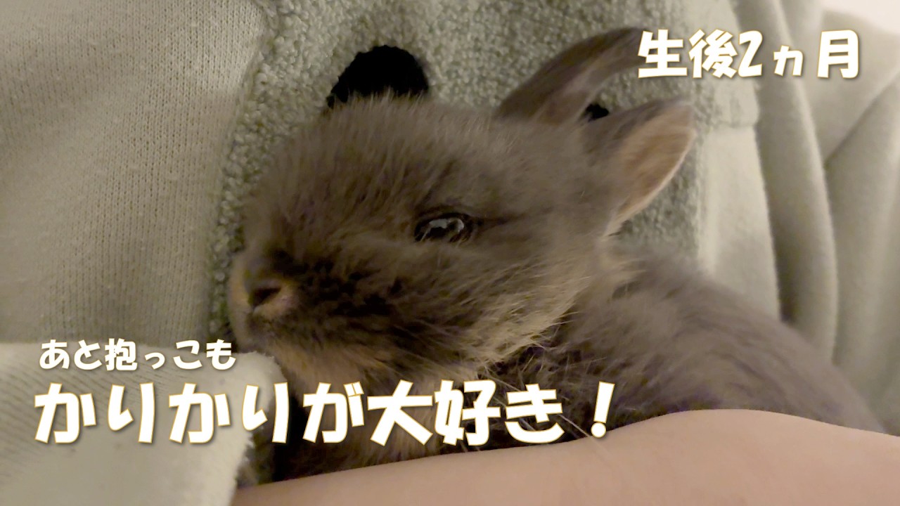 【生後2か月うさぎ】かりかりが大好き！