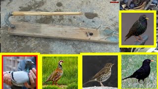 صنع مصيدة لجميع أنواع الطيور/  make a  trap for all kind of birds