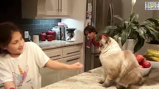 🖕🐕 STREET WARS: The Funniest Bastards Caught On The Run! 🐈🚨 screenshot 5