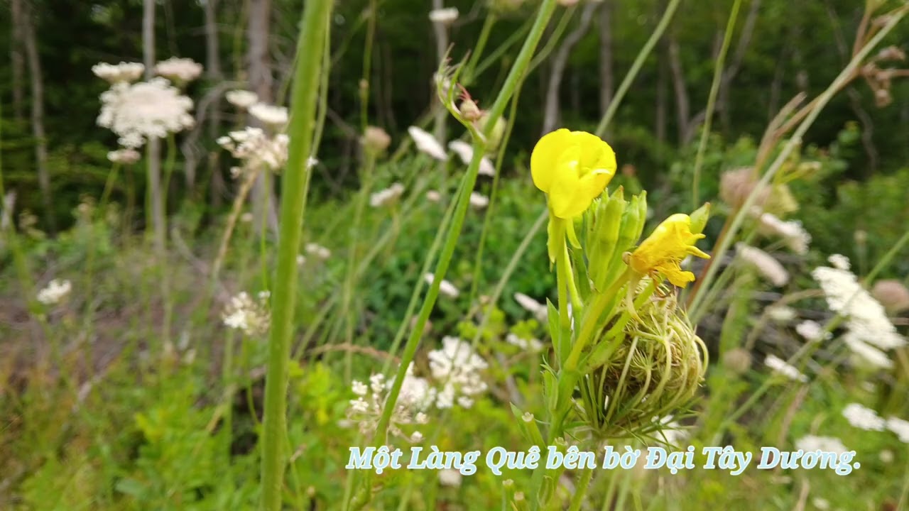 A Village on the Atlantic Coast - Một Làng Quê bên  Bờ Đại Tây Dương. 
