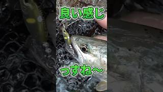 【トラウト】スピナーという選択！