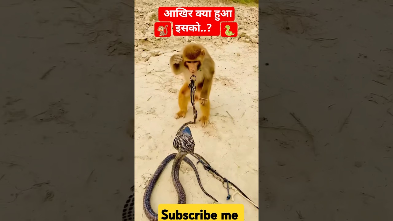 king Cobra vs Monkey