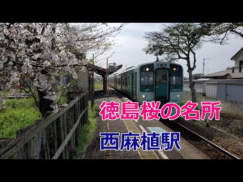 徳島の鉄道と桜といえばここだよな?2023version徳島線・西麻植駅 YouTube