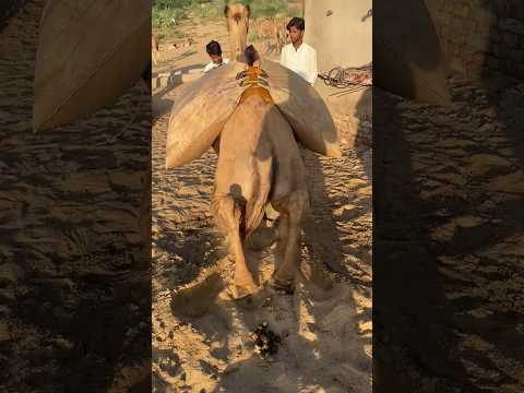 و ضع غطاء على جمل صحراء ثار الجميل حيث كان ي ملأ بالماء الآن امتلأت القبعة والجمل متجه نحو وجهته