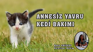 Annesiz Yavru Kedi Bakımı