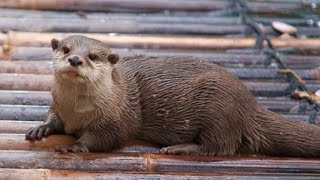 Excellent Otter Trapping Techniques. #trapping #ottertrapping #wildlifecontrol #traps