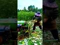 unique tool for Peeling Hemp Fiber in the Farm #shorts