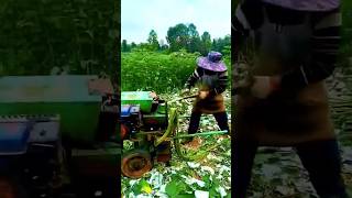 unique tool for Peeling Hemp Fiber in the Farm #shorts