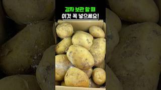 감자 절대 박스에 그냥 보관하지 마세요!