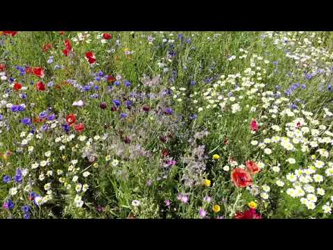 Video: En Blomst Som En Bjelle (45 Bilder): Hva Er Navnene På Planter Med Store Blomster Som Ser Ut Som Klokker? Hvit, Blå Og Andre Hage Flerårige Arter Med Fløyelsblader
