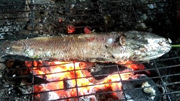 052 Cách nướng Cá lóc đồng da vàng ươm cuốn rau thiên nhiên - Grilling snakehead fish