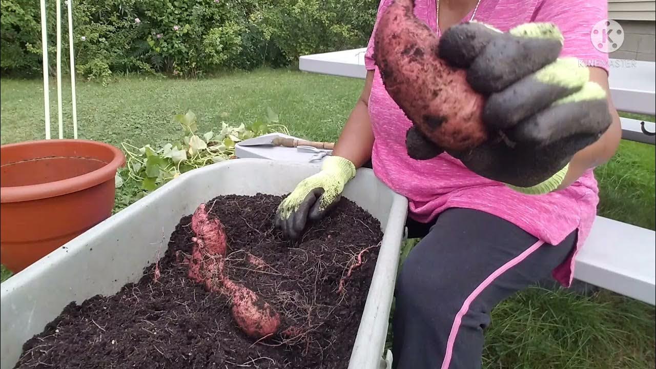 Garden Harvest Tour of Sweet Potatoes Upstate NY Zone 6ab YouTube