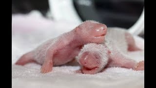 Animals Giving Birth Video Compilation