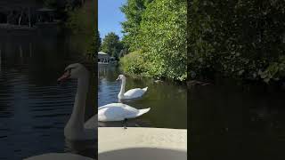 Swans at Efteling such beautiful birds #efteling #animal #bird