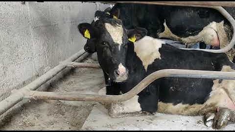 Heat Detection & Health monitoring by Efficient Farm Systems