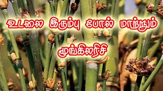 உடலை கல் போல் மாற்றும் மூங்கிலரிசி | Moonkil Arisi