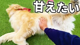 お腹を見せて撫でてもらいたいレトリバーのまる