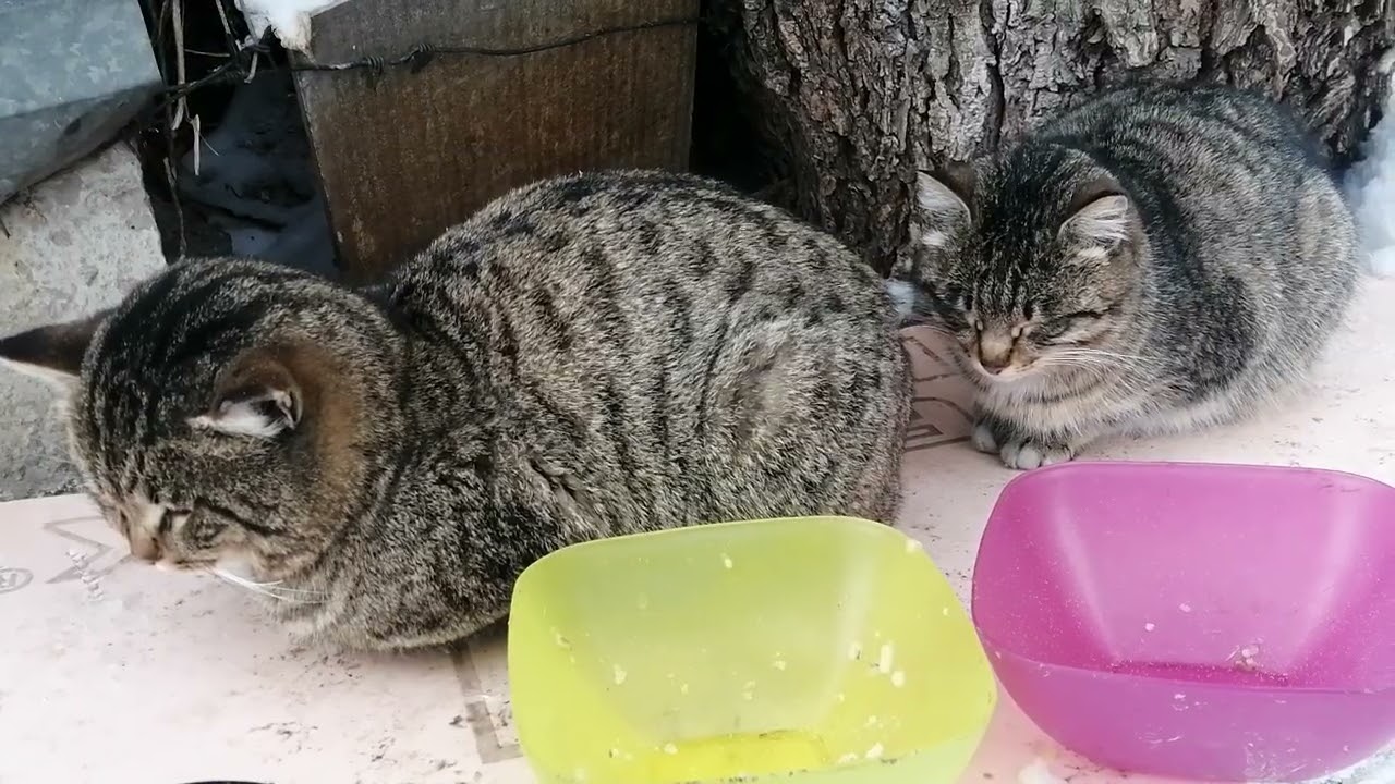 +1000р. Алексей Вячеславович Р. СПАСИБО!!! на Сбербанк 2202203654418625 Елена К. 4 февраля 2026г.