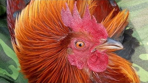 Bẫy gà rừng 2021 một buổi bẫy thành công,cuab qaib lom xem heev