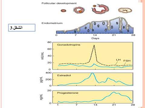 أدوية 2 بشري الشام المحاضرة الخامسة المبيض هرمونات الاستروجين والبروجيستين والدورة الشهرية