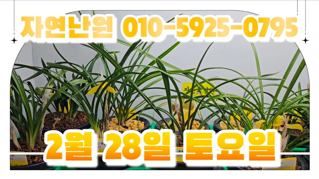 [2월 28일] 능소화, 영춘소, 해무리, 황화, 수채색설, 두화, 황복륜, 중투, 명금보, 1+1개체들해서 총 12개체입니다♡