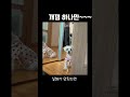 개껌 하나만!!! #munchkin #cat #catshorts #cute #먼치킨고양이 #cutecat #feline #shortvideo #dos#말티즈