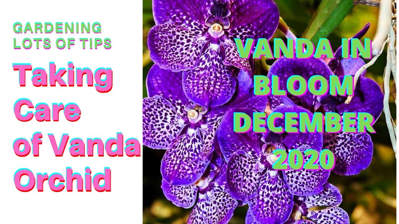 Vanda orchid in bloom l December 2020