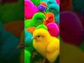 Ayam Lucu, ayam warna warni, ayam rainbow, kelinci lucu, bebek lucu, ikan koi, Hewan Lucu