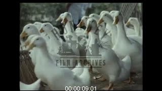 Duck Farming in China, 1980s - Film 1090817