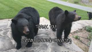 Reducing Human-Bear Conflicts: Researching and Analyzing Factors Influencing Conflicts