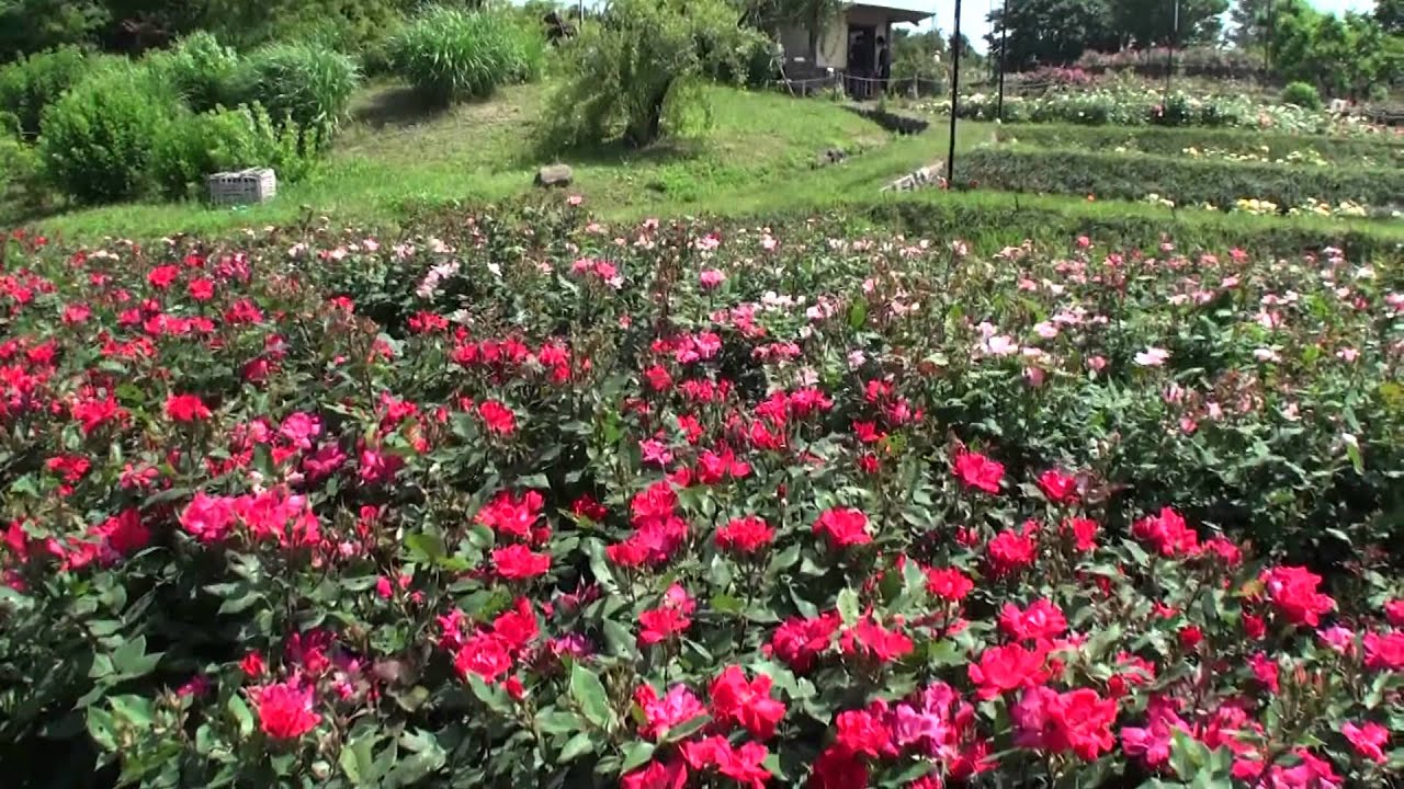 浜寺公園 バラ園 1 Hd 11 05 Youtube
