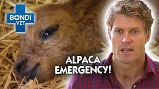 Can a Baby Alpaca Survive a Horrific Bushfire  | Classic Clip | Bondi Vet