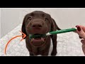 Puppys first teeth brushing