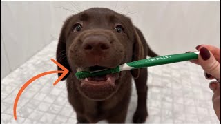 PUPPY'S FIRST TEETH BRUSHING!!!