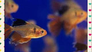 SLIDESHOW OF FISHES