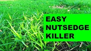 How to get rid of nutsedge in the lawn, the easy way!