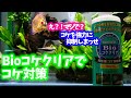 Bioコケクリアでコケ対策 使用感レポとその後のコケ対策